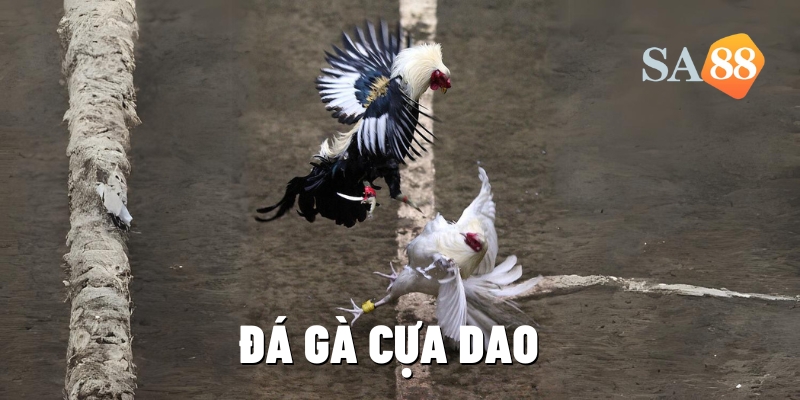 da ga cua dao