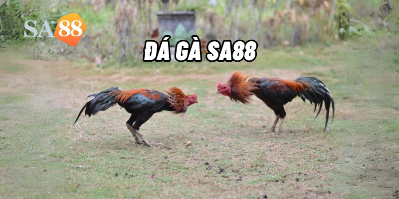 da ga sa88